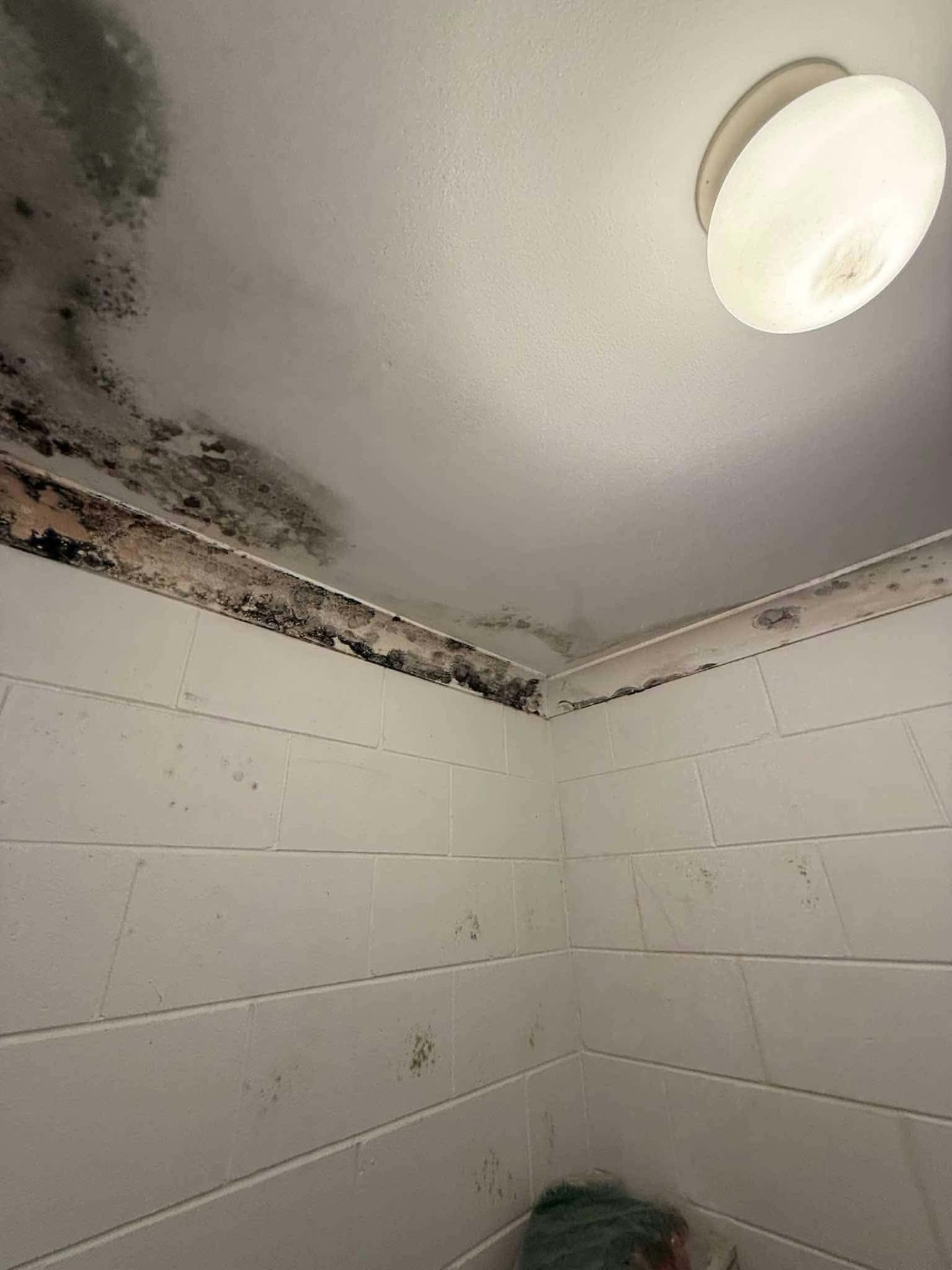 Bathroom ceiling with mould damage around the cornice before repair